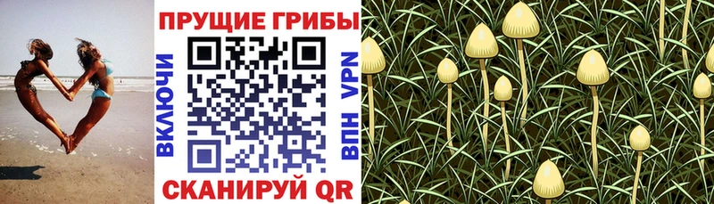 Галлюциногенные грибы Psilocybine cubensis  hydra маркетплейс  Мензелинск 
